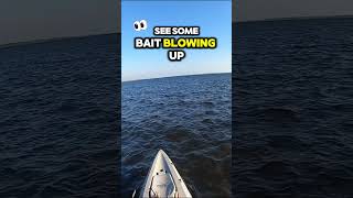 These Manatees Left Me SPEECHLESS shorts saltwaterfishing kayak scary manatee wow [upl. by Wj]