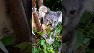 3 Incredible Facts About Koalas  Discover the Secrets of These Adorable Aussie Icons [upl. by Airual]