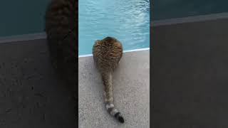 Cat overboard 🤣cat funnyvideo catsoftiktok pet kitty funny kittycat fyp [upl. by Aon]