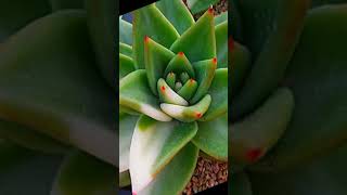 Echeveria Agavoides Variegata María suculentas [upl. by Kask]