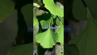 Scientists Crack Secrets of Ginkgo Trees’ NearImmortality [upl. by Htebilil]