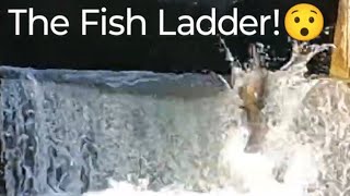 Salmon Run  The fish ladder salmonrun nature fishing livestream [upl. by Atterol980]