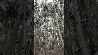 Lysterfield Lake  VIC AUSTRALIA park lake gumtrees denseforest birds nature asmr relax [upl. by Koren320]