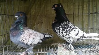 Blondinette Pigeon  Beautiful Breeding Pigeon  Fancy Pet [upl. by Rovner]