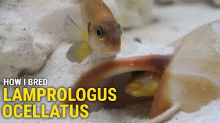 How I Bred Lamprologus Ocellatus At Home [upl. by Immot]