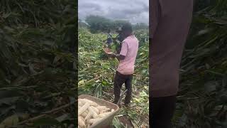 Maize harvest lilianokendo3111 inshort trendingshorts [upl. by Ahtram]