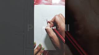 Plant cell diagram simple shortvideo [upl. by Kellsie]