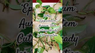 Pothos ‘Epipremnum Aureum’ Stem Cuttings Ready for Propagation [upl. by Eahcim]