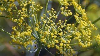 Dill Anethum graveolens [upl. by Akirdnuhs256]