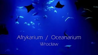 Zoo Afrykarium Oceanarium ★ Wrocław atrakcje turystyczne ★ Walking Tour [upl. by Wing660]