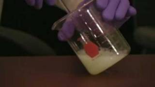 Egg in Hydrochloric Acid Demo [upl. by Yauq]