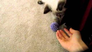 American Bobtail playing fetch [upl. by Marlin]