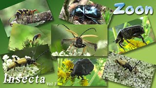 INSECTA Volume 3 [upl. by Nollie]