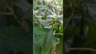 Plump green chillies thats growing on my terracegarden gives me so much joy youtubeshorts [upl. by Ennairej]