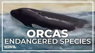 Oregon declares southern resident orcas an endangered species [upl. by Ahsiekan]