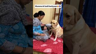 Khubsurat 😍  labra rubi  youtubeshorts shorts labrador dog cute viralsongs trending [upl. by Aisatal]