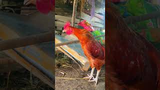 Rooster crowing sound effect  rooster crowing compilation 🐓🐓shortsroosterchickenshort [upl. by Buck291]