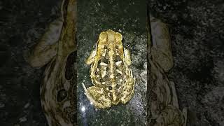 Frog  toad waiting for prey viralvideo viralshorts [upl. by Melantha470]