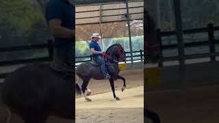 Los mejores CABALLOS colombianos🇨🇴parati caballofino caballoscolombianos caballosdepaso [upl. by Ormand119]