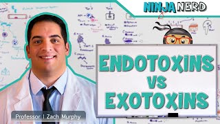 Endotoxins vs Exotoxins [upl. by Pressey]