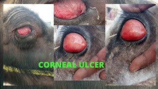 Corneal Ulcer in cow management amp TreatmentDrDilpat Rai [upl. by Nyliak]