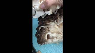 How to clean Maitake Mushrooms hen of the woods [upl. by Eselrahc]