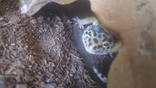 Leopard gecko 101  Am I ready for a Leopard Gecko [upl. by Maitund]