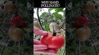 Why Hand Pollinate Hand Pollinating Tomatoes For Greater Yield [upl. by Aivatco]