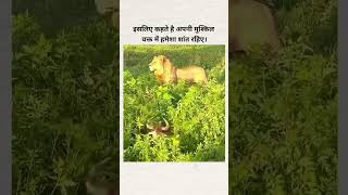 animals  motivation  short  viral  video [upl. by Arde]