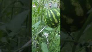 Can you trellis watermelon garden [upl. by Weihs]