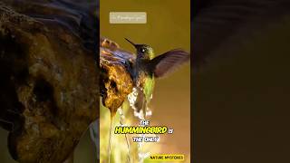 The Hummingbird The Only Bird That Can Fly Backward🐦✨ Hummingbird Subscribenow Shorts facts [upl. by Jorry]