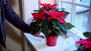 Poinsettia Care Guide [upl. by Ozner]