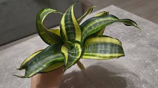 Sansevieria hahnii japanese twister [upl. by Adyela540]