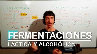 Fermentaciones Láctica y Alcohólica [upl. by Leahey]