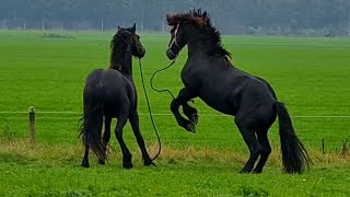 How to get 2 wild colts from the pasture into the trailer Friesian Horses [upl. by Shiau]