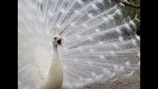 white peacock 2019 🦚 by ani male in ultra HD 🦚 [upl. by Yasnyl]