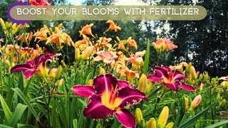 Boost Your Daylily Blooms with Fertilizer [upl. by Ahders]