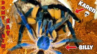 Extremely Blue Tarantula Breeding🤩Billy’s first girlfriend❤️🥹 [upl. by Melania987]