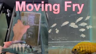 Moving Mbuna and Victorian Cichlid Fry to the next stage of Growout [upl. by Atimed]