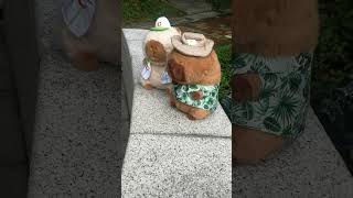 Baseball and Hawaii Style Capybara Plushies  Link in Bio capybara [upl. by Inaffit949]