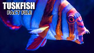 Tuskfish Facts TUSKIES 🦷 Animal Fact Files [upl. by Anawd366]