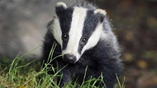 Badger cull divides communities in west Somerset [upl. by Friedrich]