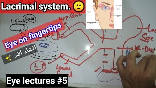 EYE LECTURES 5 ✨ Lacrimal system lacrimal apparatus APPARATUS lacrimal apparatus [upl. by Garwood]