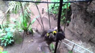 Fruit Bats Feeding Henry Doorly Zoo [upl. by Arykahs149]