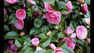 How to grow Camellia plant  how to care Camellia plant [upl. by Naesed]