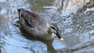 カルガモSpotbilled duck landing on waterducks [upl. by Nyad]