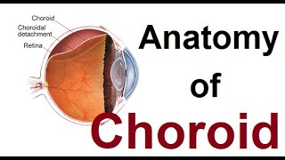 Anatomy of choroid [upl. by Emmanuel329]