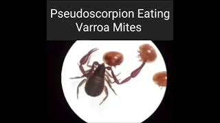 Chelifers Pseudoscorpion VS Varroa Mites [upl. by Sletten]