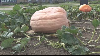 Local prison enters giant pumpkin at Barnesville Pumpkin Festival [upl. by Queri682]