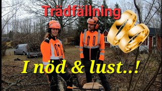 Trädfällning i nöd amp lust [upl. by Namus]